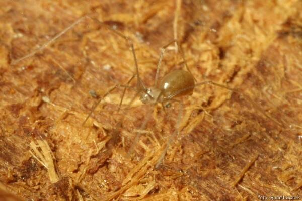 Česká arachnologická společnost - Pholcus opilionoides (Schrank, 1781) [třesavka sekáčovitá] → Čeleď: Pholcidae → Rod: Pholcus
