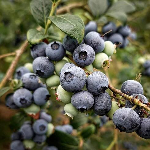 Blueberry Patriot; Largest Early-Ripening Blueberry, Productive, Hardy