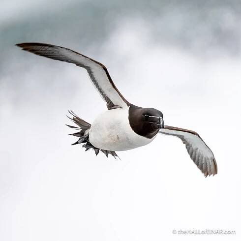 Razorbill - The Hall of Einar - photograph (c) David Bailey (not the)