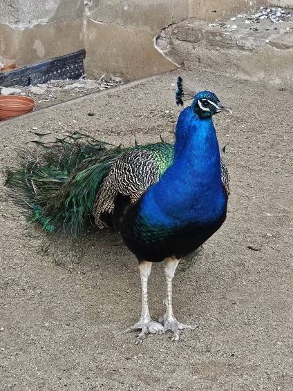 A vibrant Indian peafowl standing on a sandy surface. The peacock's bright blue neck and chest contrast with its patterned back and green-tinged tail feathers.
