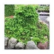 Picea abies Inversa 40/50 cm