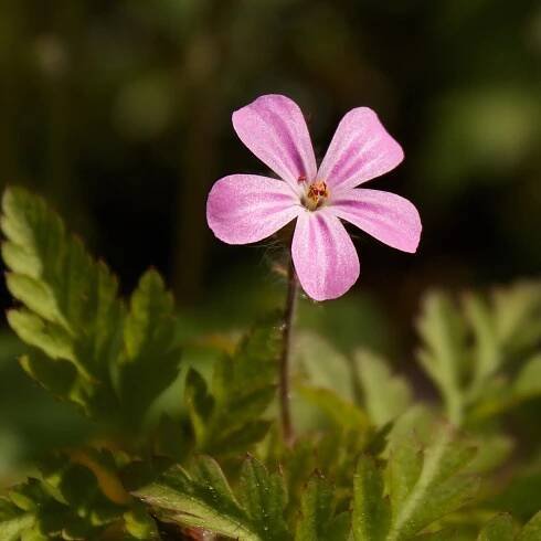 BIO semena kakostu – BIO Kakost smrdutý 0 Geranium robertianum