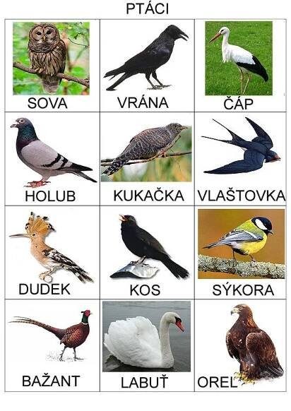 an image of birds that are in different languages on the same page as shown below