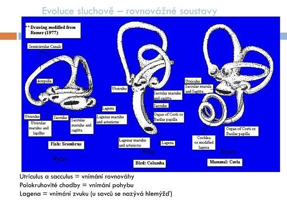 PPT - Obratlovci ( Vertebrata ) PowerPoint Presentation, free download - ID:5382720