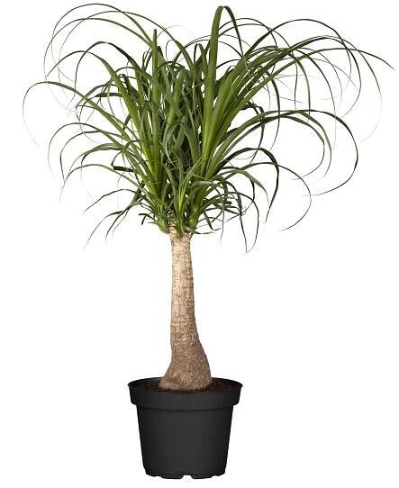 Piardino Nolina – Sloní noha Beaucarnea recurvata; velikost květináče: 21 cm