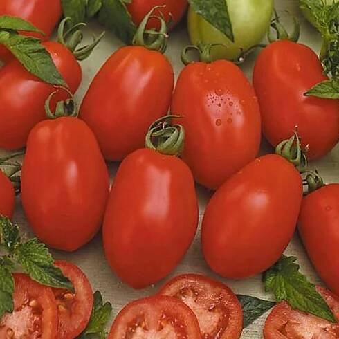 Rajče Missouri Balení obsahuje 100 g