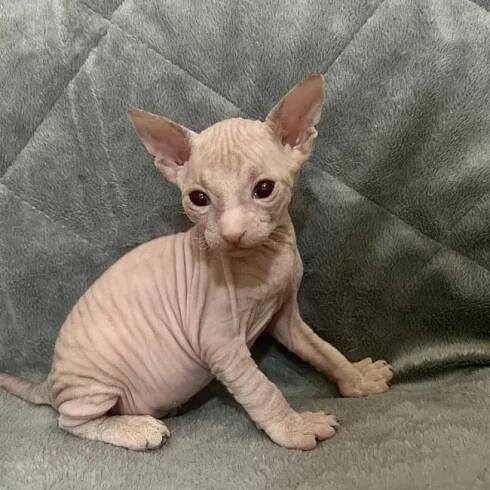 Invar - kocourek plemene Donský Sphynx
