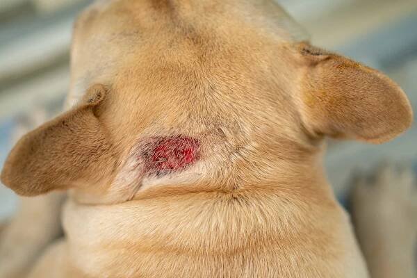 Fleas & Hot Spots on Dogs: Vet-Verified Causes, Signs & Treatment