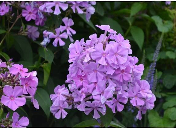 Phlox paniculata Amethyst upr