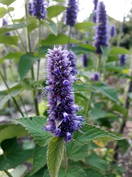 Lékořice lysá (Glycyrrhiza glabra) - VMD drogerie a parfumerie
