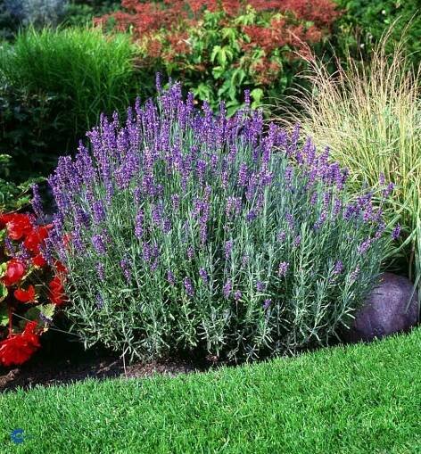 Levandule úzkolistá ´HIDCOTE BLUE´, kont. 1 l | Lumigreen.cz