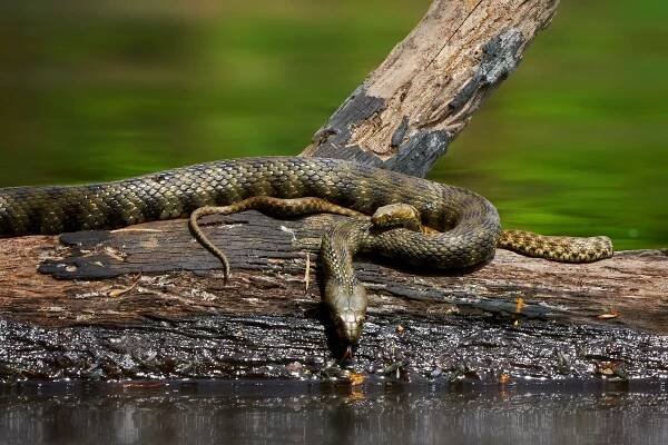 Užovka podplamatá (Natrix tessellata)