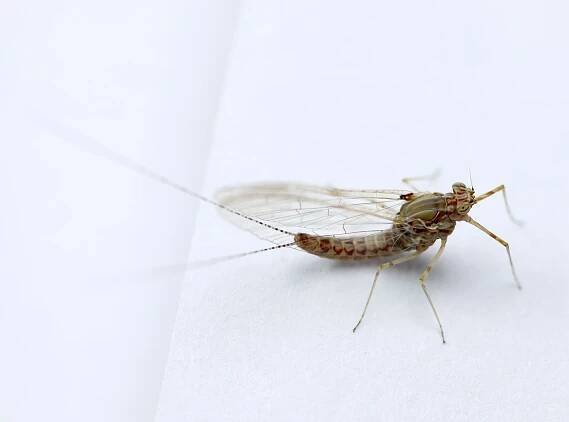 Obrázek - Baetidae (dvoukřídlé jepice) | BioLib.cz