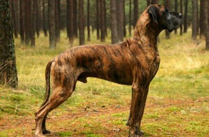 dog breeds with brindle coats
