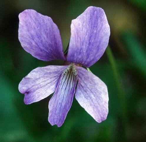 Viola xviarum – Botanikim