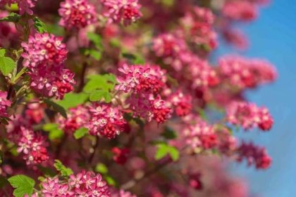 How to Grow and Care for Red-Flowering Currant