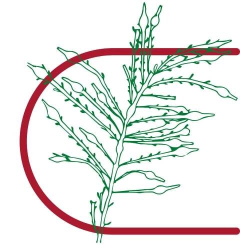 Hnědá mořská řasa (Ascophyllum nodosum)