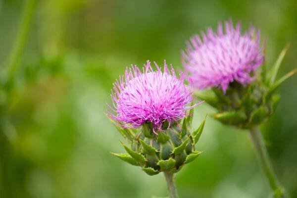 Milk thistle