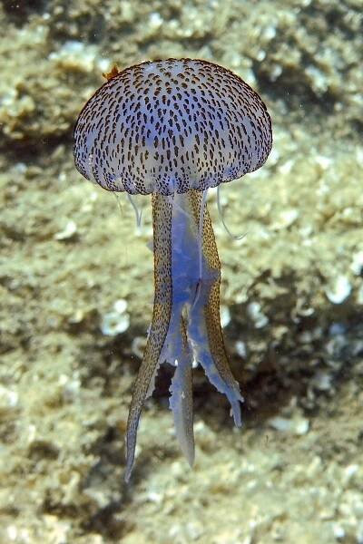 Crete scuba diving photos | Diver’s Club Crete