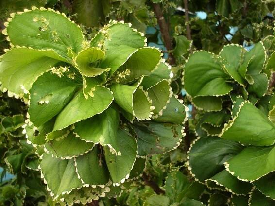 Acalypha wilkesiana