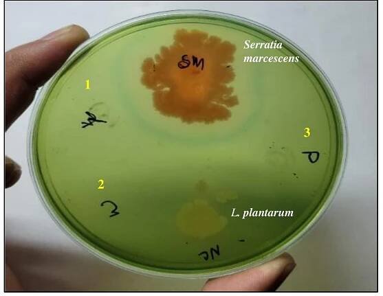 Figure 14 DNase test. Positive control as SM (Serratia marcescens), (1) Lactiplantibacillus — argentoratensis AKJ(W), (2) — Lactiplantibaci‘lus argentoratensis AKJ(Y), (3) Levilactobacillus brevis AKJ (P), negative control (L. plantarum).  DNase test was conducted to determine if the strain produces a DNase enzyme, which could damage host DNA (Somashekarain et al., 2019). Since, no defined zone was seen surrounding the smear (Figure 14), all test isolates demonstrated the absence of DNase activities, indicating that the isolates are suitable for consumption and use as probiotics. 