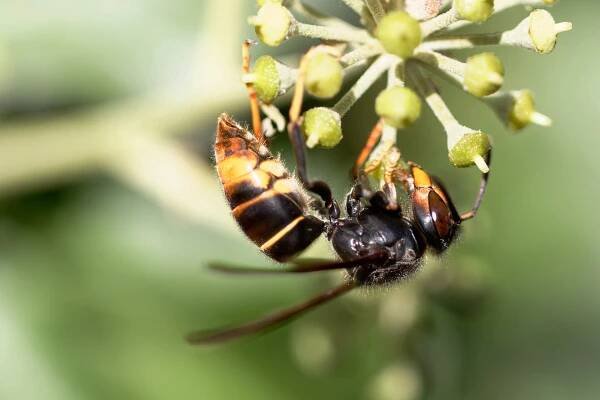 Vespa velutina (Zdroj: Shutterstock)