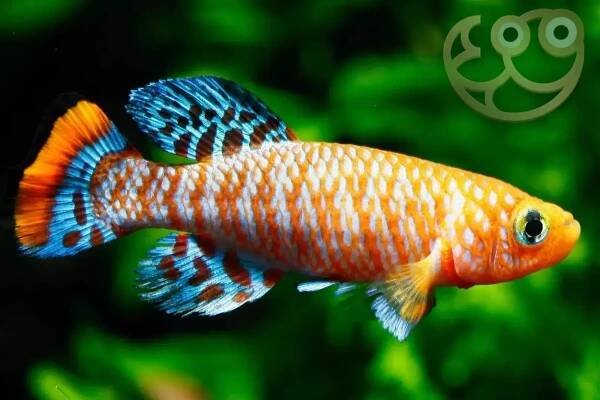Bluefin Notho - Nothobranchius rachovii Fish Profile & Care Guide