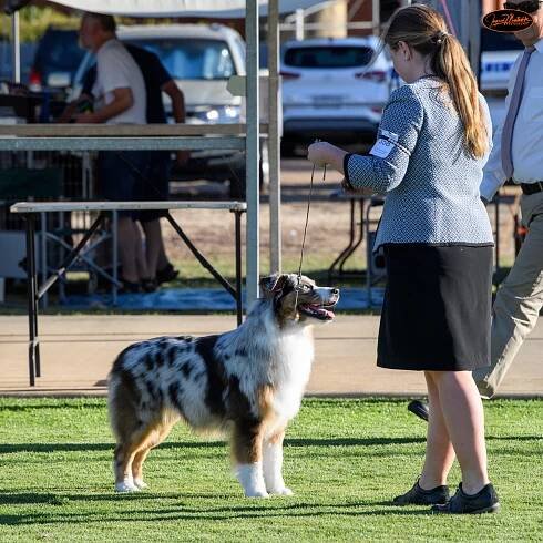 Daisy – Ellagant Australian Shepherds
