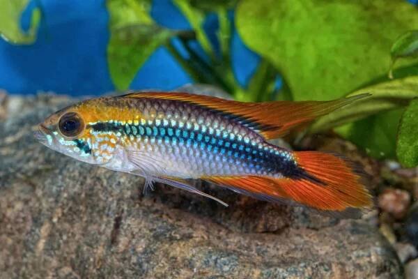 Apistogramma Agassizii