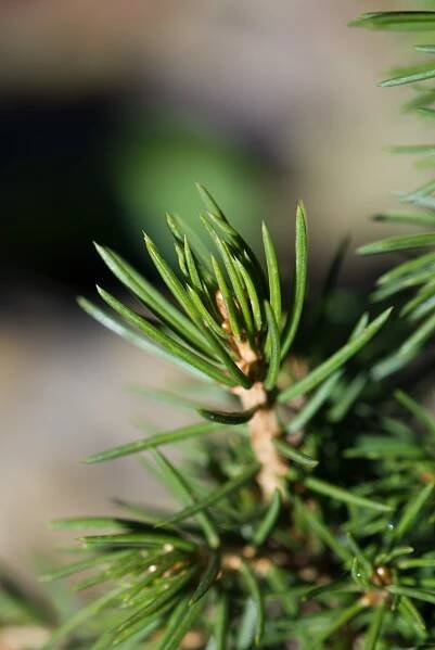 Smrk ztepilý Tompa (Picea abies)