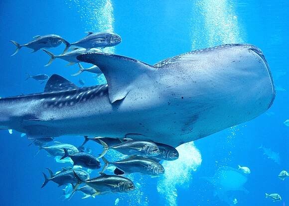 10th Annual Whale Shark Festival in Isla Mujeres