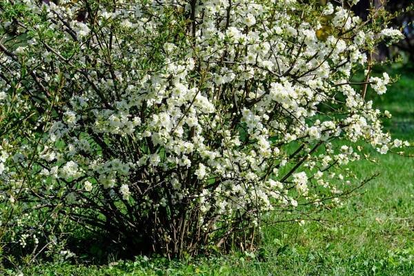 zblízka mnoho jemných bílých květů bílého keře chaenomeles japonica, běžně známého jako japonská nebo mauleova kdoule ve slunné jarní zahradě, krásné japonské květy květinové pozadí, sakura - kdoulovec - stock snímky, obrázky a fotky
