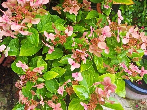 Hortenzie latnatá Switch Ophelia (Hydrangea paniculata)