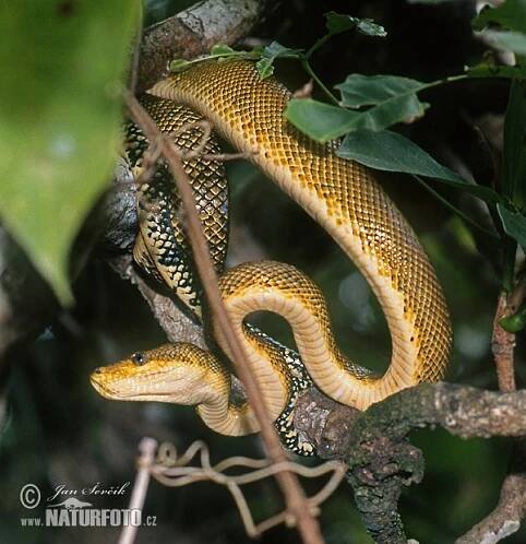 Central american tree boa (Corallus ruschenbergerii)