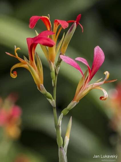 Dosna indická (Canna indica)
