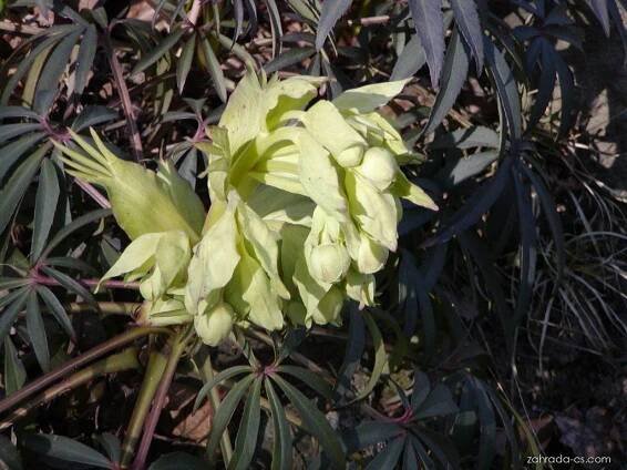Helleborus foetidus L. (čemeřice smrdutá)