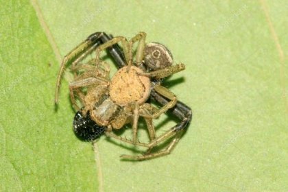 Stáhnout - Krab pavouk na zelený list — Stock obrázek