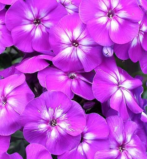 Flox latnatý (Plamenka) ´LAURA´ kont. 0,5 l | Lumigreen.cz