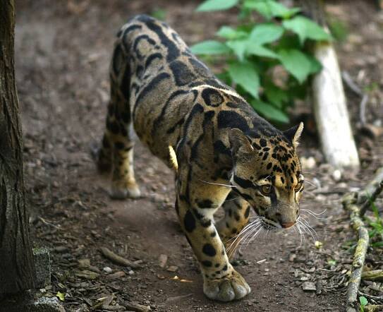 Panthera Park - Naši zverenci