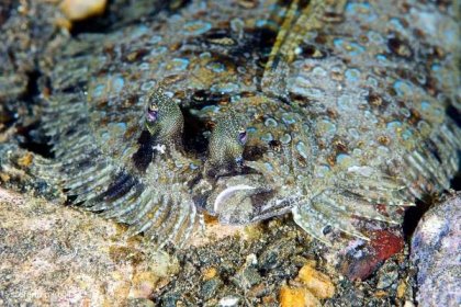 Diving Halmahera critter: Leopard flounder