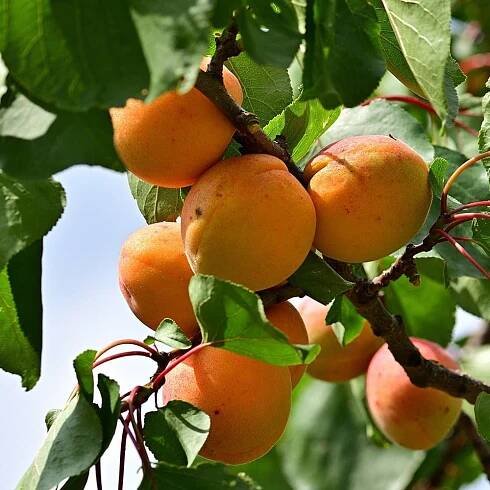 Apricot Trees For Sale - Bare Root Grafted Fruit Trees