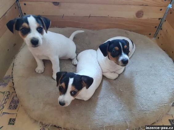 Jack Russel - fenka