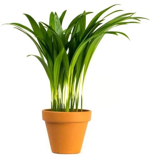 Dypsis Lutescens (areca), průměr 9 cm
