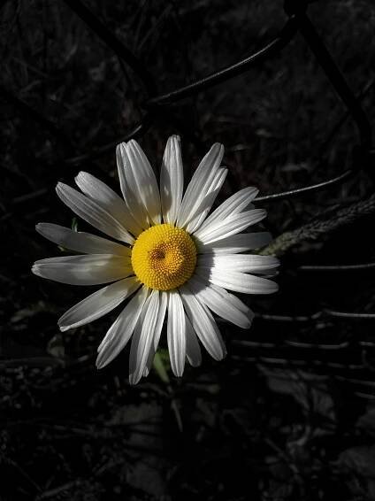 Daisy in bloom, “Everlasting Pretty” with background darkened