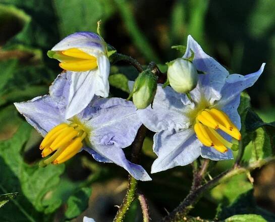 Eventi passati - Flora Alpina Bergamasca