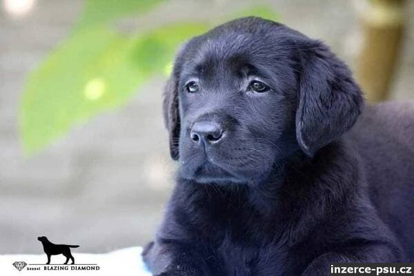 Černá štěňata Labrador Retriever s PP