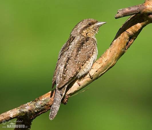 Krutihlav obecný | Naturfoto.cz