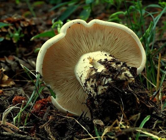 Čirůvka májovka - Calocybe gambosa (Fr.) Donk | www.ohoubach.cz
