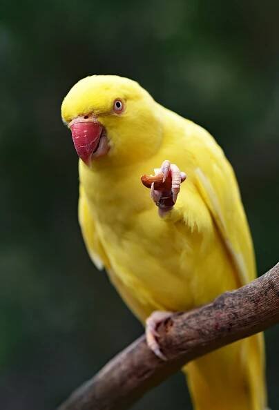 Download Bright and Cheerful Yellow Parrot Bird Wallpaper