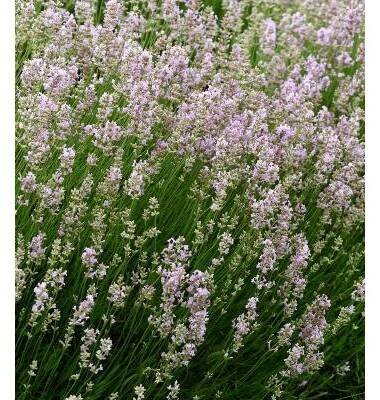 Levandule lékařská růžová SPECIÁL - Lavandula angustifolia - prodej semen - 15 ks